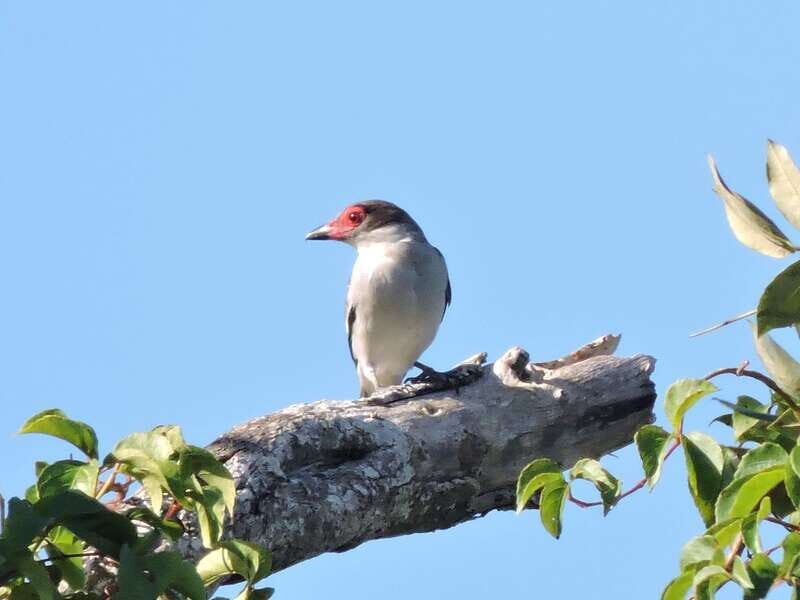Playa del Carmen: Private Morning Birdwatching Tour - Key Points
