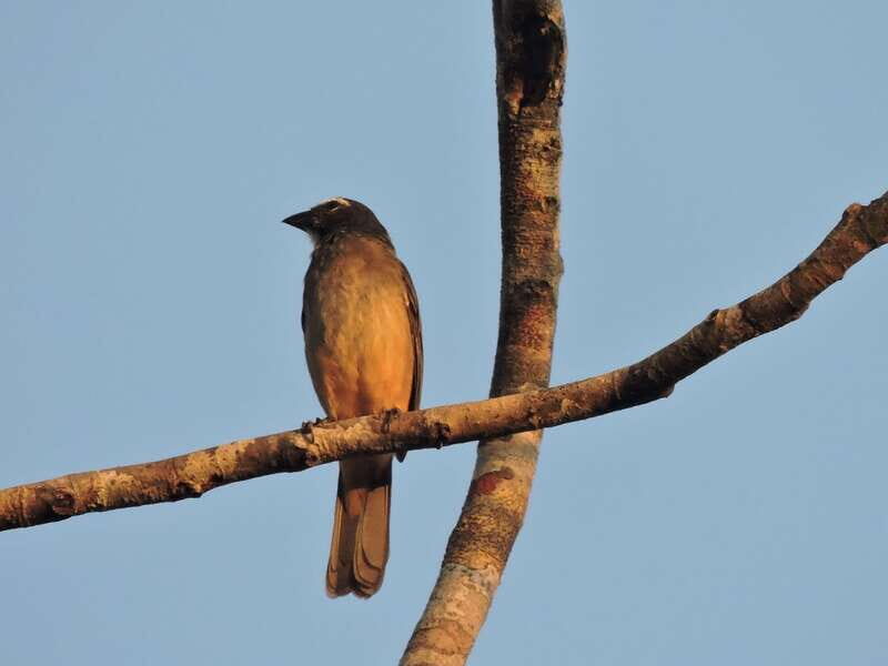 Playa del Carmen: Private Morning Birdwatching Tour - Weighing the Value
