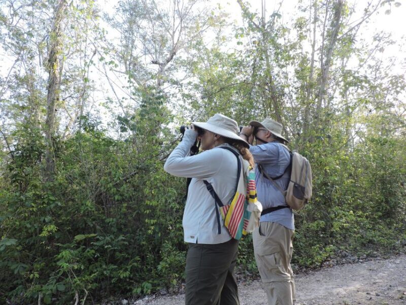 Playa del Carmen: Private Morning Birdwatching Tour - The Sum Up: Who Is This Tour Best For?