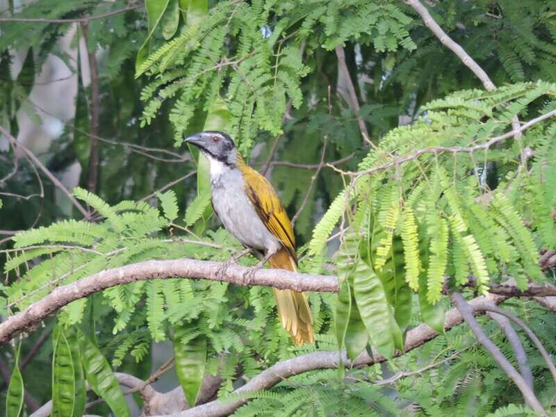 Playa del Carmen: Private Morning Birdwatching Tour - FAQ