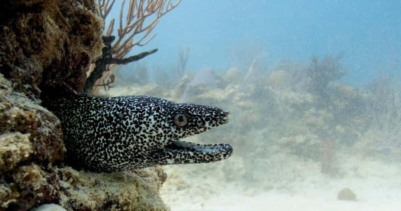 Playa del Carmen: Refresher Dive - Key Points