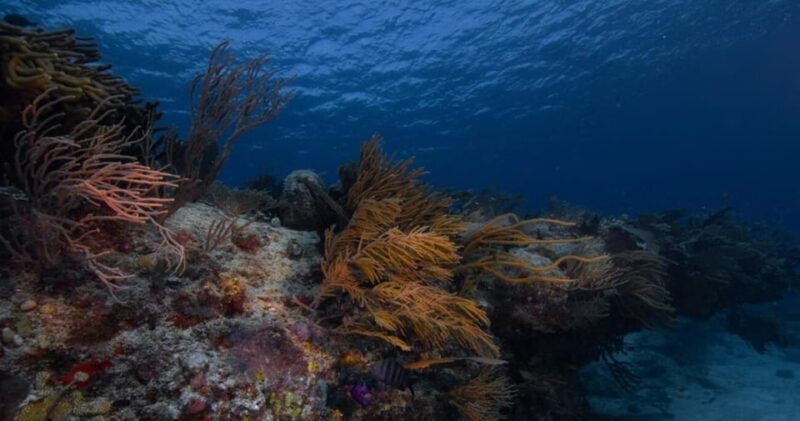 Playa del Carmen: Refresher Dive - FAQ