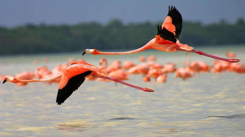 Playa del Carmen: Rio Lagartos and Las Coloradas Tour - An In-Depth Look at the Tour Experience
