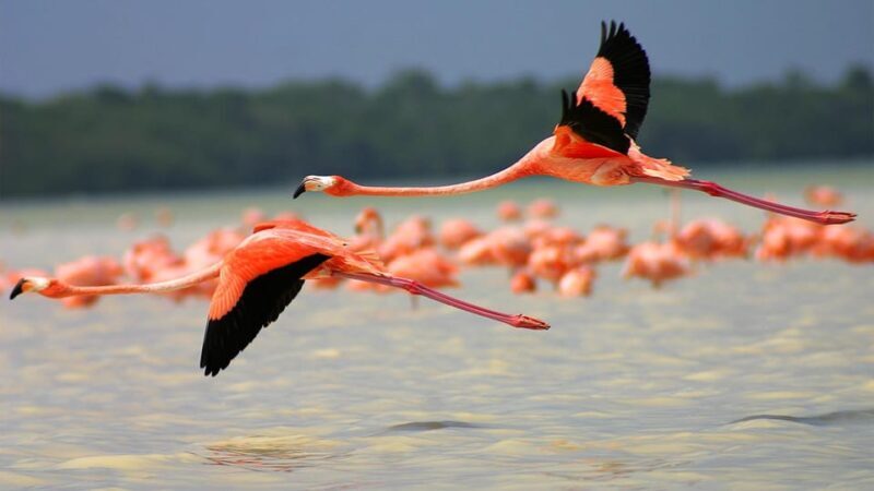 Playa del Carmen: Rio Lagartos and Las Coloradas Tour - Final Thoughts