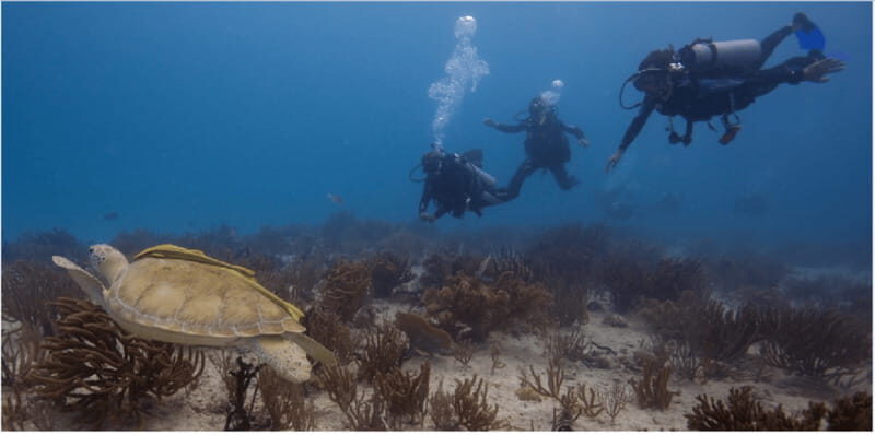 Playa del Carmen: Scuba Diver Certification Course - An In-Depth Look at the Playa del Carmen Scuba Diver Certification Course