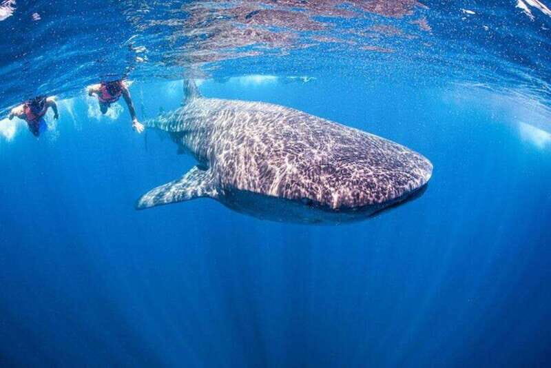 Playa del Carmen:Whale shark Experience in the Caribbean Sea - Key Points