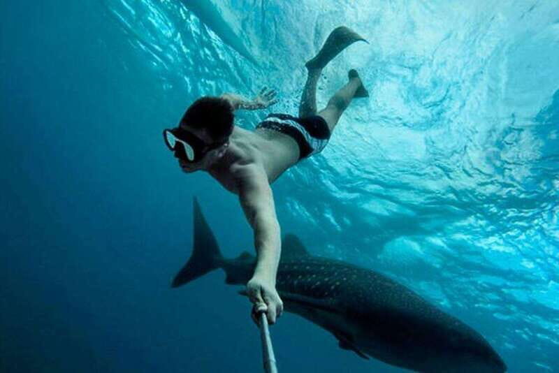 Playa del Carmen:Whale shark Experience in the Caribbean Sea - Authentic Feedback from Travelers
