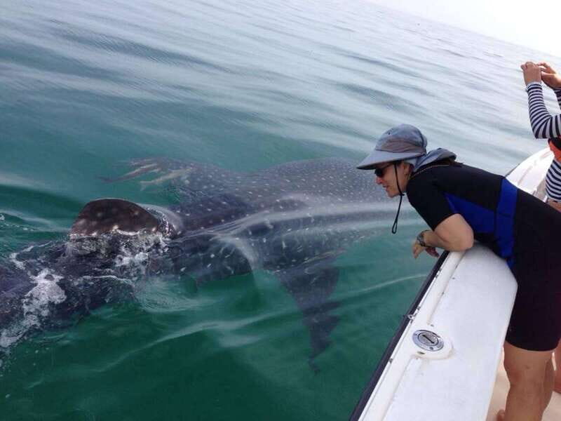 Playa del Carmen:Whale shark Experience in the Caribbean Sea - Who Is This Tour Best For?