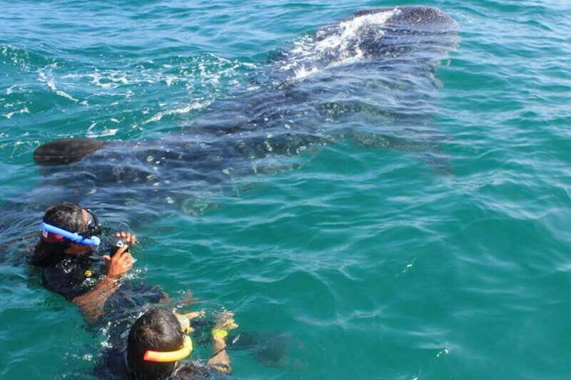 Playa del Carmen:Whale shark Experience in the Caribbean Sea - Final Thoughts