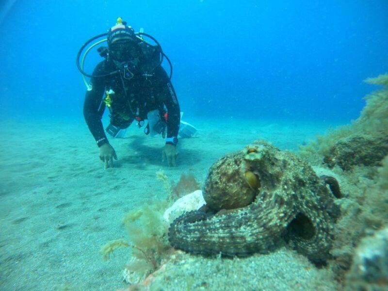 Playa Del Ingles: Discover Scuba Diving - Free Transfers - Practical Tips for Your Dive Experience
