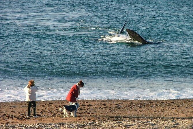 Playa El Doradillo City tour - Playa El Doradillo City Tour: An Up-Close Encounter with Patagonias Gentle Giants
