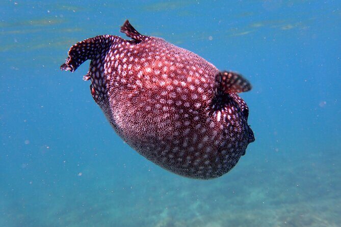 Playa Samara Ocean Kayak and Snorkeling - Key Points