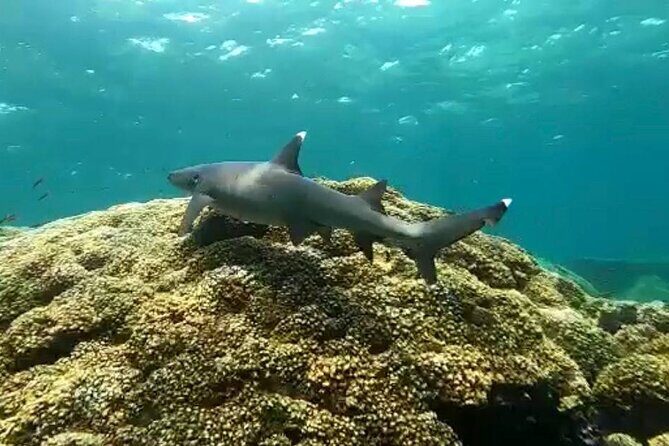 Playa Venao: Island Snorkeling Tour - Key Points