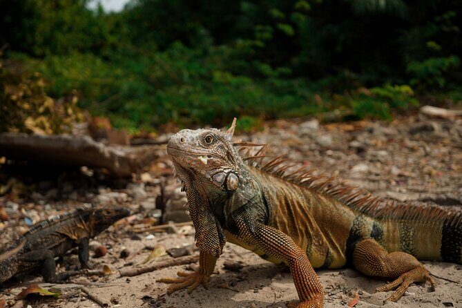 Playa Venao: Island Snorkeling Tour - Practical Details and Tips