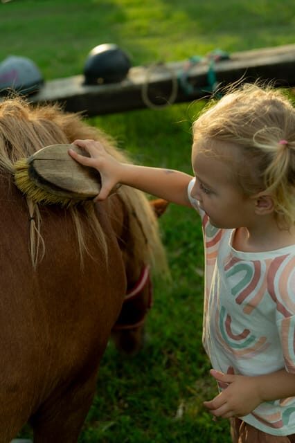 Playful Activities with Animals - An In-Depth Look at the Playful Animal Activity in Piedmont