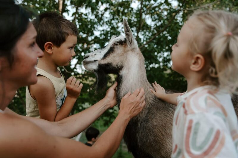 Playful Activities with Animals - FAQs