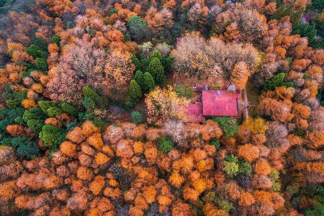 Plog and Hike Mount Mogan Nature Reserve  Guided Outdoor Tour from Hangzhou - The Sum Up