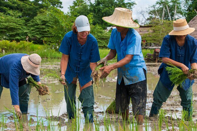Plough to Plate: Be A Rice Farmer in Phetchaburi from Hua Hin - Experience the Heart of Thai Agriculture on the Plough to Plate Tour in Phetchaburi