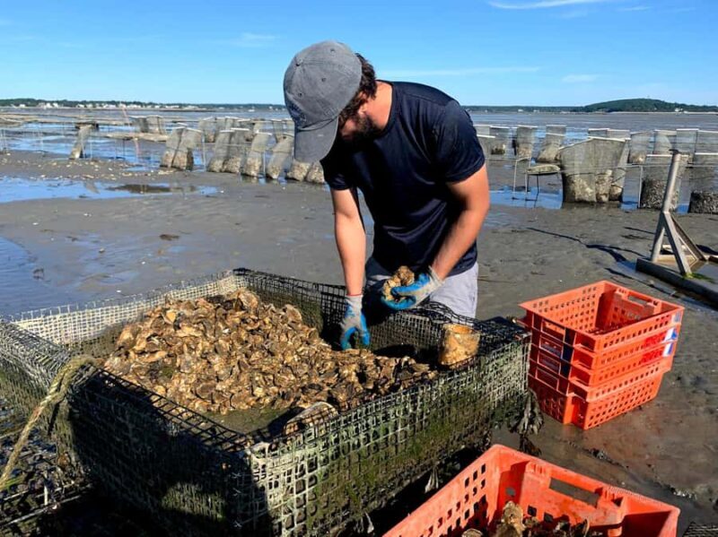 Plymouth: Oyster Farm Boat Tour with Tasting - Key Points