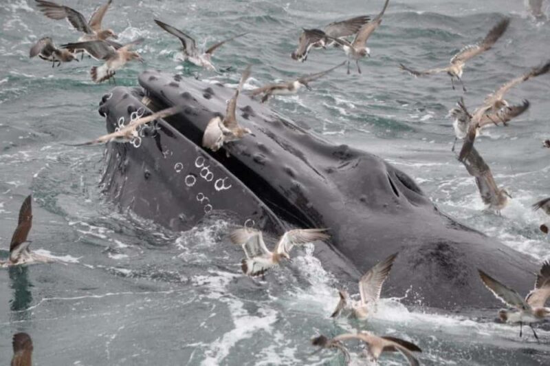 Plymouth: Whale Watching Cruise - Why This Whale Watching Tour Is Worth Considering