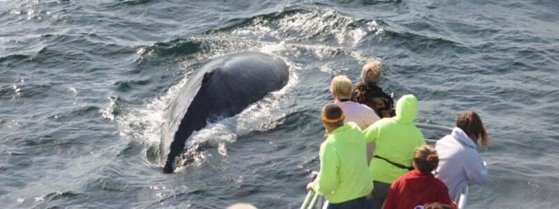Plymouth: Whale Watching Cruise - A Deep Dive into the Experience