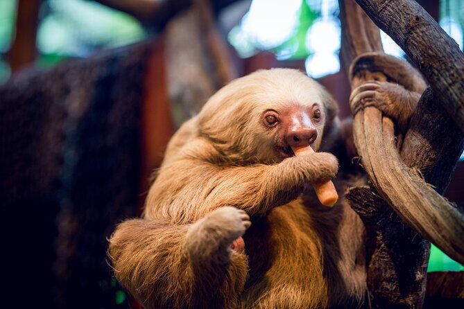 Poás Volcano, Café Doka and Peace Falls Day Tour - A Detailed Look at the Tour