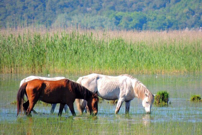 Podgorica Historic, Safari and Winery tour - Skadar lake and River Crnojevica - FAQs