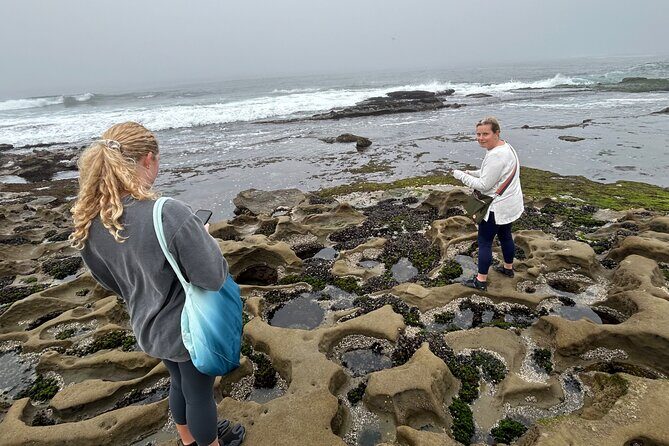 Point Loma Tide Pool Tour - A Deep Dive into the Tour Experience