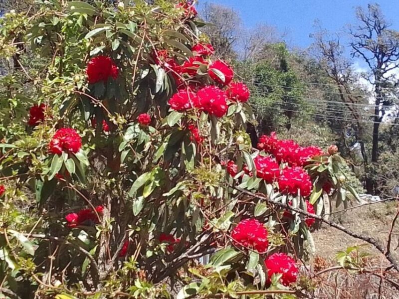 Pokhara: 3-Day Ghorepani, Poon Hill and Ghandruk Guided Trek - The Bottom Line