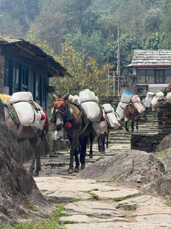 Pokhara: 3-Day Poon Hill Trek with Sunrise View - Day 3: Ghorepani to Poon Hill and Back – Sunrise Spectacle