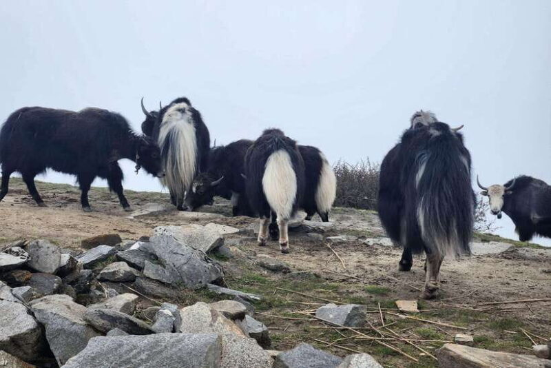 Pokhara: 4-Day Mardi Himal Trek - Why This Trek Offers Great Value