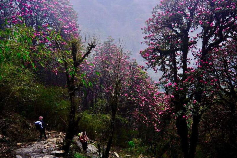 Pokhara: 4-Day Poon Hill and Ghandruk Guided Trek - Day Three: Poon Hill Sunrise and Ghandruk