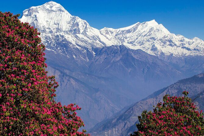 Pokhara: 4 Days Poon Hill and Ghandruk Trek - Final Thoughts