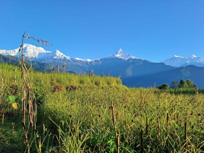 Pokhara: Australian Camp & Dhampus Village Group Join Hike - Exploring the Himalayan Footprints: A Detailed Review