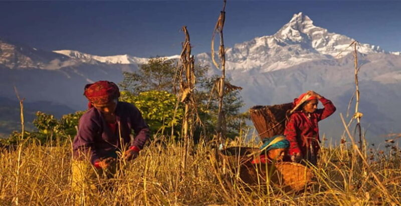 Pokhara: Day Hike to Australian Camp - The Return Journey: Retracing Your Steps
