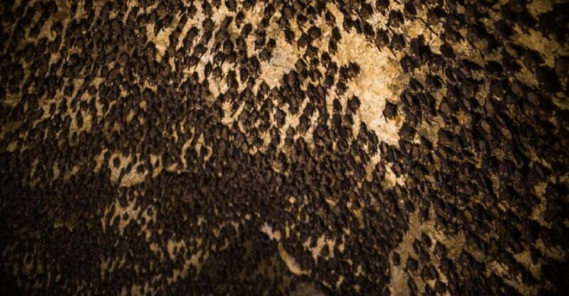 Pokhara:Mahendra, Gupteshwor Mahadev & Bat Cave Private Tour - Key Points