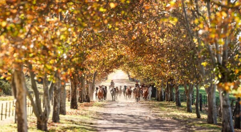 Polo day - barbecue and wine experience at Pompeya Polo - Ascochinga-Córdoba - Why We Think This Tour Offers Good Value