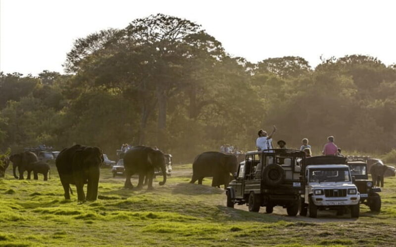 Polonnaruwa Ancient City and Wildlife Safari from Dambulla - A Day of Ancient Marvels and Elephant Encounters in Sri Lanka