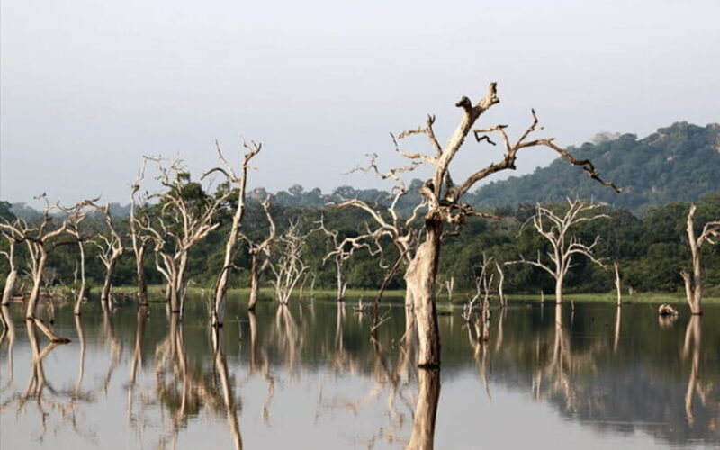 Polonnaruwa Ancient City and Wildlife Safari from Dambulla - Practical Details and Tips