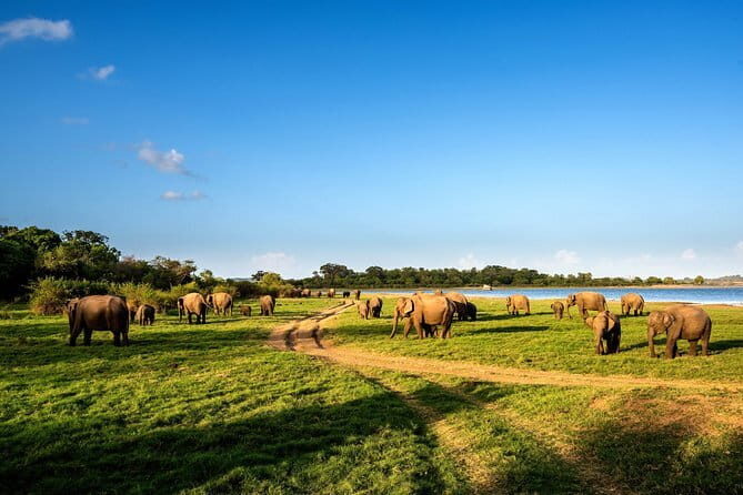 Polonnaruwa Ancient Kingdom and Wild Elephant Safari from Habarana - FAQ