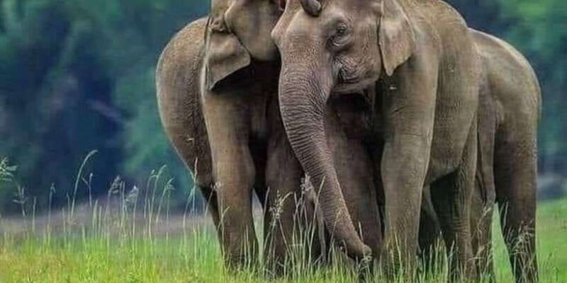 Polonnaruwa Day Tour With Minneriya NP Elephant Safari - An Exciting Safari at Minneriya National Park