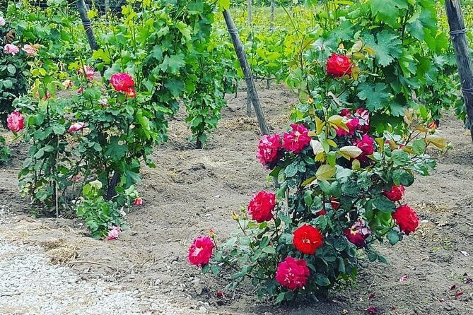 Pompei Archeological site and Wine tasting Experience - Who Should Book This Tour?