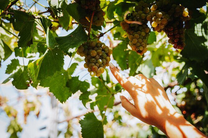 Pompeii Guided Tour & Lunch with Tasting at Two Vesuvian Wineries - Who Will Love This Tour?