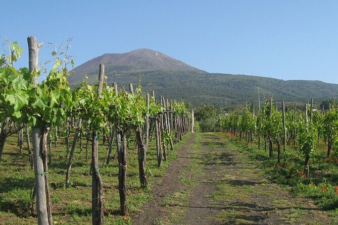 Pompeii Sorrento and Wine Tasting Tour from Naples - FAQ