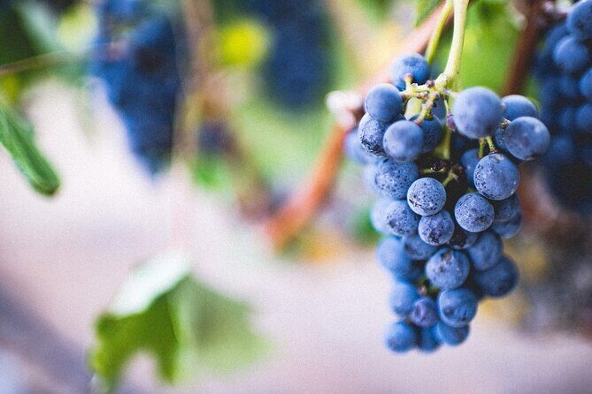 Pompeii, Vesuvius & Wine Tasting - Why This Tour Works for You
