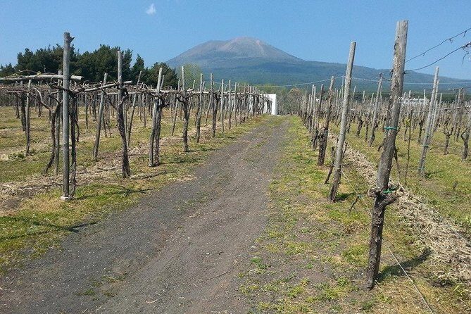 Pompeii-Wine tasting tour from Sorrento, licensed guide included - A Deep Dive Into the Pompeii-Wine Tasting Tour
