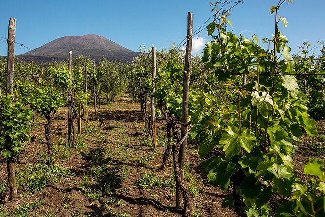 Pompeii with Wine Tasting and Lunch from Naples - A Quick Look at Pompeii with Wine Tasting and Lunch from Naples