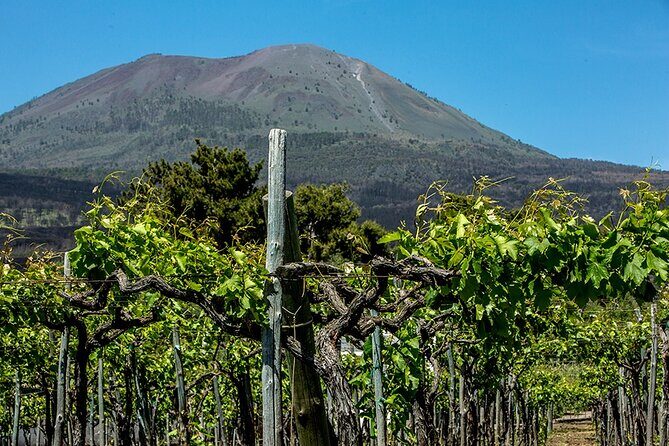 Pompeii with Wine Tasting and Lunch from Naples - Practical Aspects and Caveats