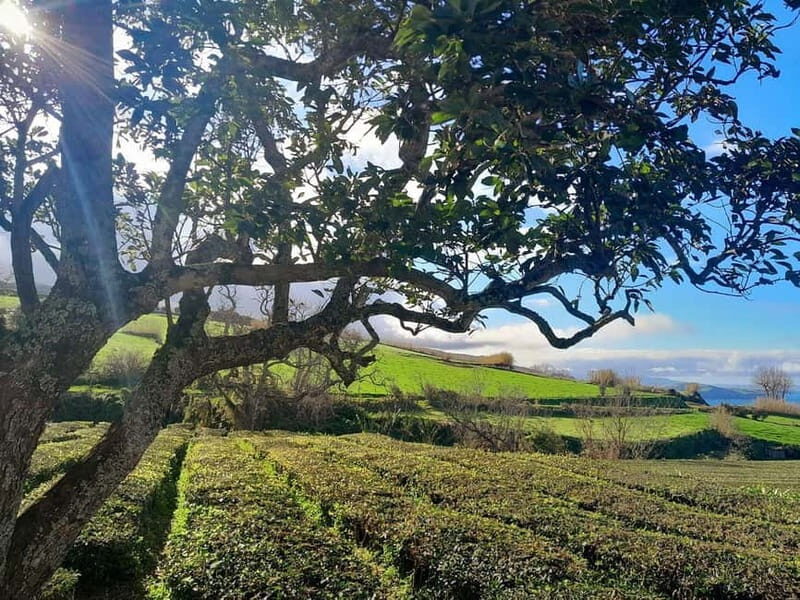 Ponta Delgada: 2-Day Tour, East & West Island Highlights - Final Thoughts