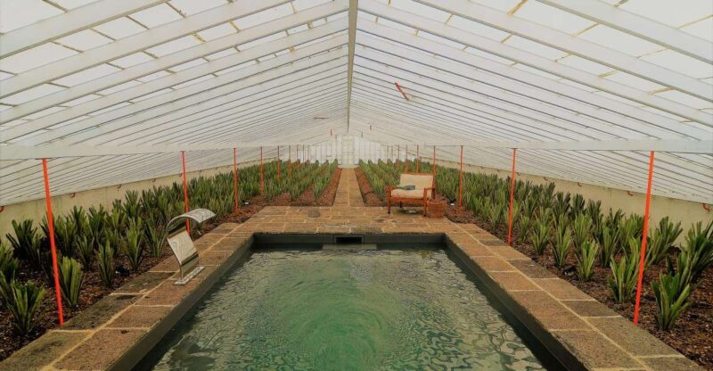 Ponta Delgada: Greenhouse Hot Tube with Pineapple Tour - An In-Depth Look at the Experience